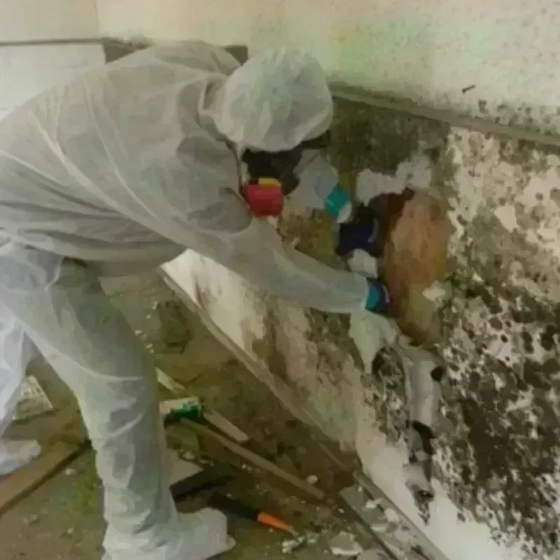 Mold Remediation and Removal in Highlands, TX